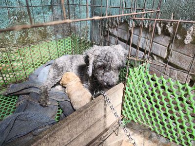 Chó Poodle con nâu vàng