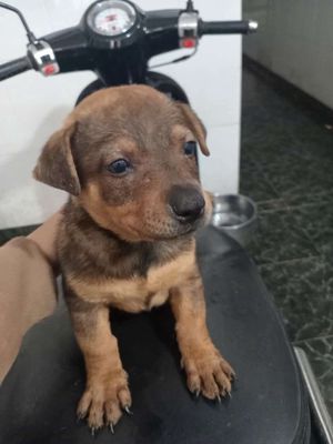 Chó Golden lai Bergie Đức