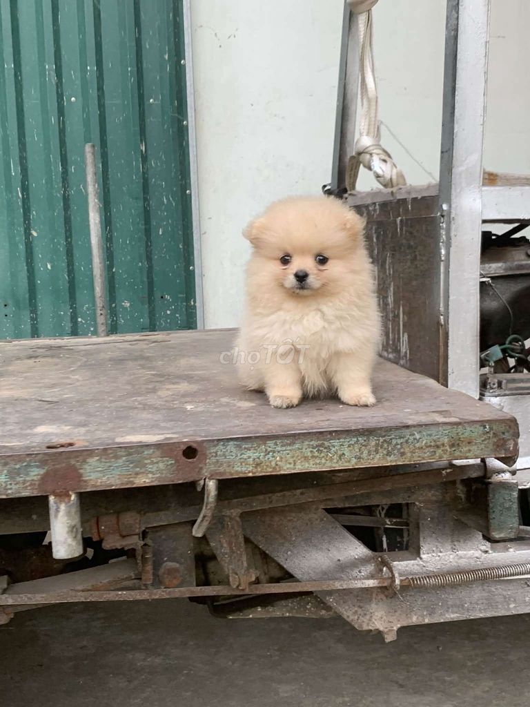 Chó Phốc sóc con. Mua bán Chó tại Huyện Thường Tín Hà Nội được đăng bởi Nhất Long hình 1