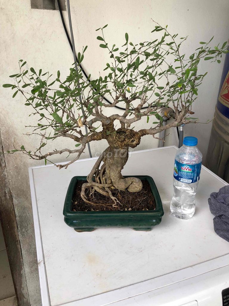 Cây cảnh Linh sam Tím Già nu. Mua bán Cây cảnh, đồ trang trí tại Quận Đống Đa Hà Nội được đăng bởi Anh Tóc Bạc hình 1