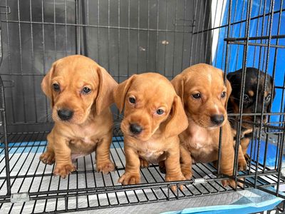 Chó lạp xưởng vàng đã tiêm 1 mũi