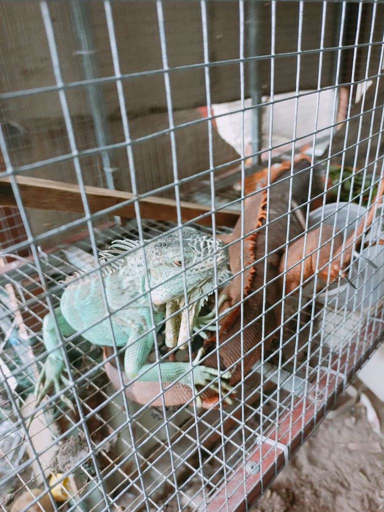 Cần bán thú cưng như hình. Mua bán Thú cưng khác tại Thành phố Bến Tre Bến Tre được đăng bởi Hoang hình 1