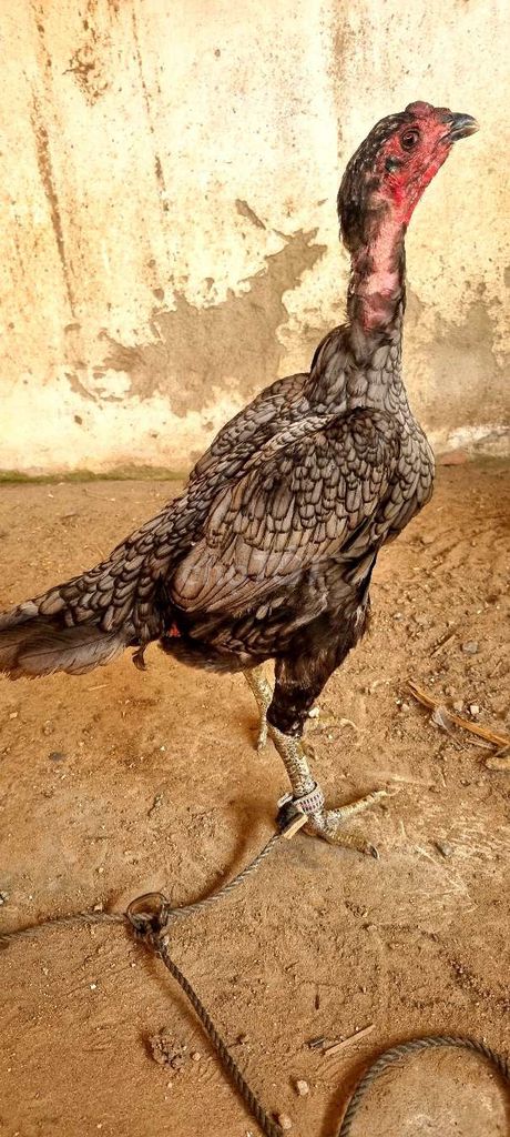 Gà mái đòn Bình Định Xám mặt lọ chân vuông 2.8kg. Mua bán Gà tại Huyện Củ Chi Tp Hồ Chí Minh được đăng bởi Chicken Shop  hình 1