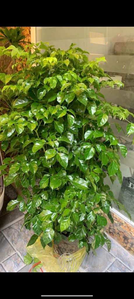 Cây hạnh phúc 140cm Dễ chăm Tán tròn. Mua bán Cây cảnh, đồ trang trí tại Quận Hoàng Mai Hà Nội được đăng bởi Nguyễn Minh Thoa hình 1