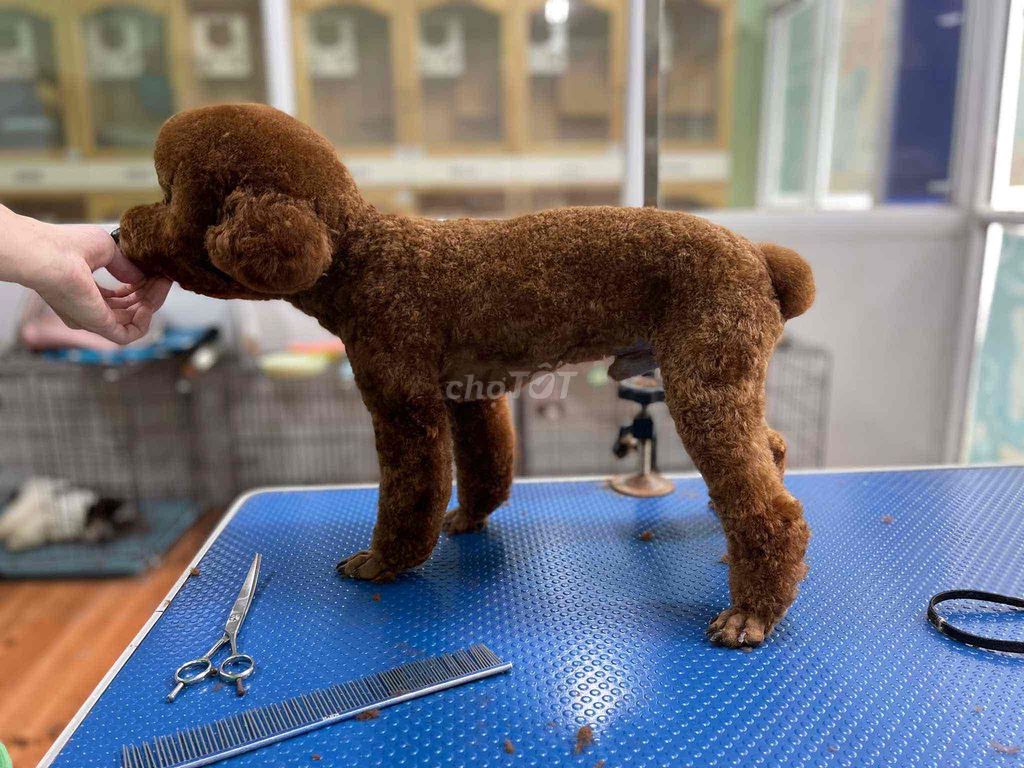 bán chó poodle ngoan