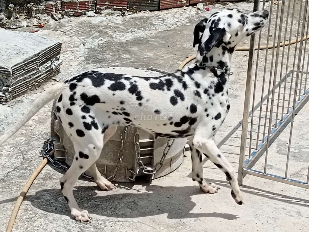 Chó Dalmatian Cái Đen trắng Chưa sinh sản. Mua bán Chó tại Thành phố Thủ Đức Tp Hồ Chí Minh được đăng bởi Nhân Rottweiler  hình 1