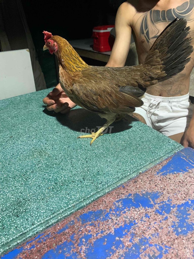 Gà tre mái Nâu vàng. Mua bán Gà tại Thành phố Thủ Đức Tp Hồ Chí Minh được đăng bởi Lê Linh hình 1