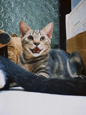 Mèo Anh Lông Ngắn Lai giới tính đực 7 tháng tuổi