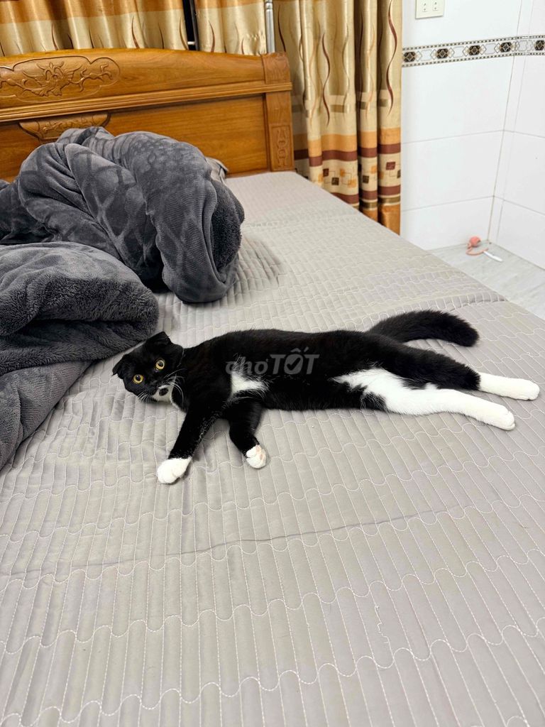 Mèo Tuxedo. Mua bán Mèo tại Huyện Đức Thọ Hà Tĩnh được đăng bởi Hiếuu hình 1