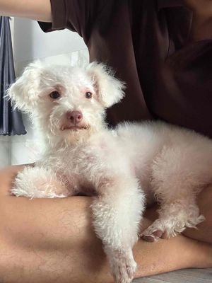 Chó Poodle cái