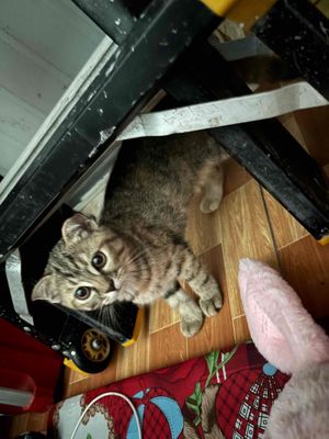 Mèo Anh lông ngắn Tabby Trắng 3 tháng