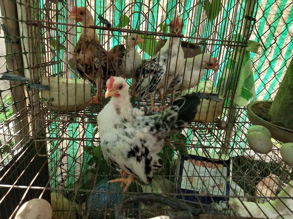 Gà Serama trống 3 tháng đa sắc. Mua bán Gà tại Huyện Phong Điền Cần Thơ được đăng bởi Vinh Mai hình 1
