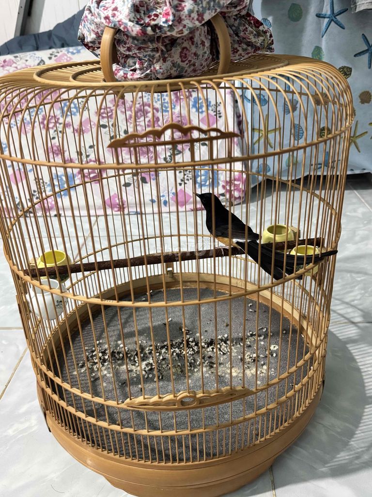 Lửa chuyền. Mua bán Chim tại Huyện Chơn Thành Bình Phước được đăng bởi Bùi Văn Nu hình 1