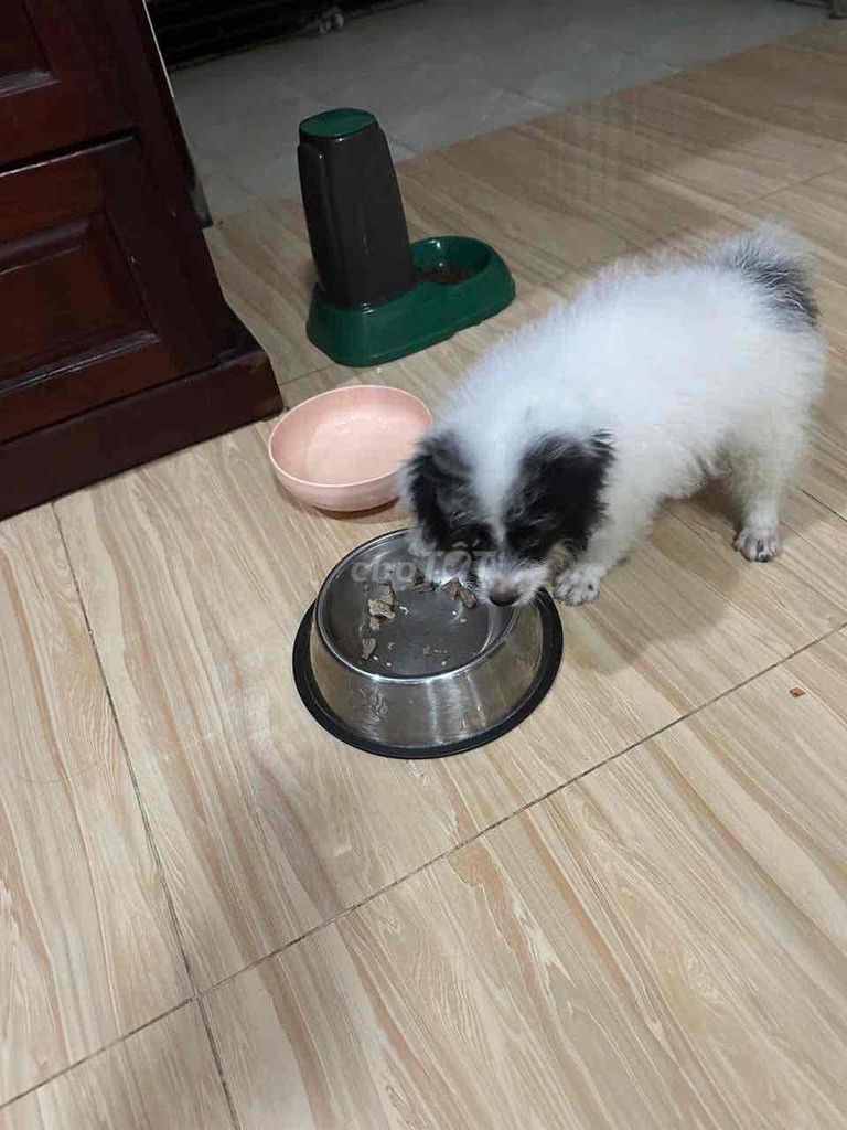 Bầy còn bé gái Bichon X Poodle E cuối tìm bố mẹ. Mua bán Chó tại Thành phố Dĩ An Bình Dương được đăng bởi Nguyễn Thị Cẩm Tiên  hình 2