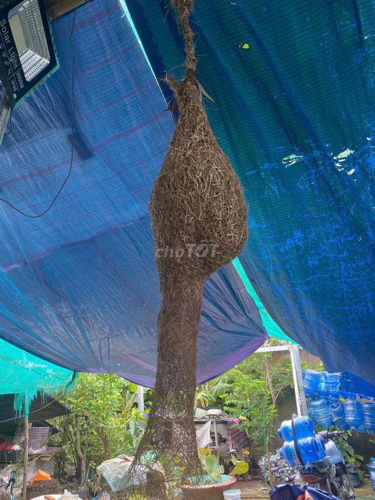 Cần bán tổ chim dòng dọc. Mua bán Chim tại Huyện Cần Giuộc Long An được đăng bởi Thanh Phúc hình 1