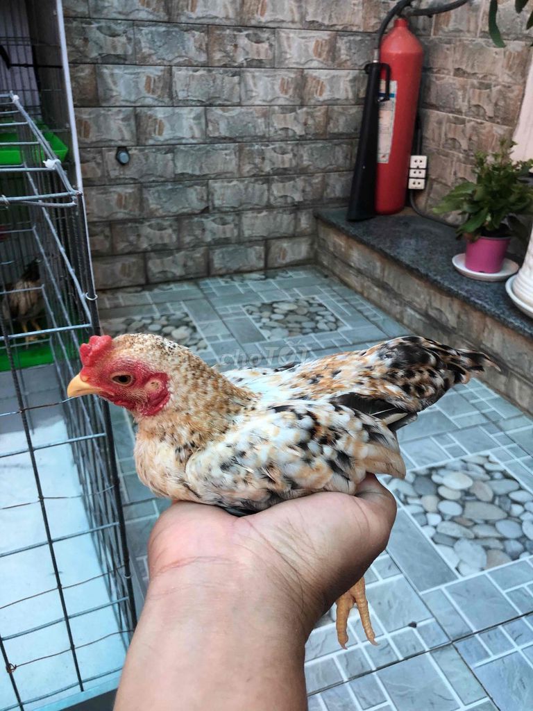 tre bắt. Mua bán Gà tại Huyện Nhà Bè Tp Hồ Chí Minh được đăng bởi LÊ VĂN GIÀU hình 1