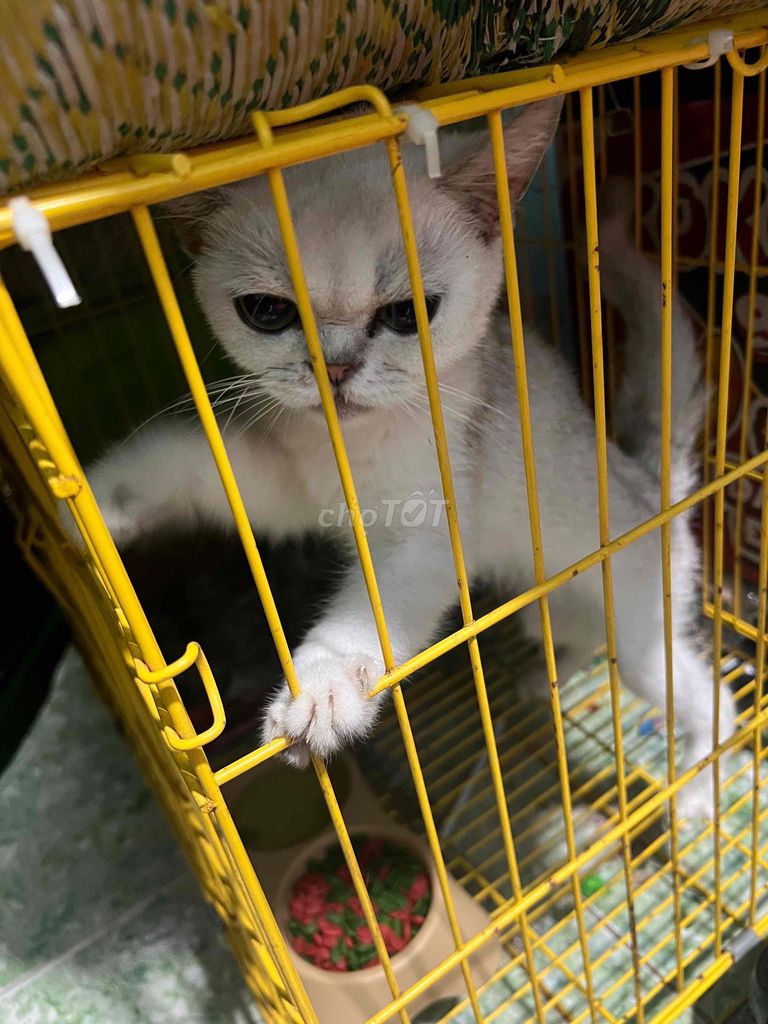 Mèo trắng kh bt gióng gì ạ. Mua bán Mèo tại Thành phố Bến Tre Bến Tre được đăng bởi Tín Nguyễn hình 1