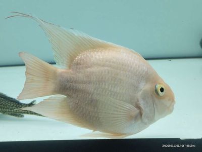 Ket Koi King Kong 5 ngón. Mua bán Thú cưng khác tại Thành phố Thủ Đức Tp Hồ Chí Minh được đăng bởi Arowana The Fish