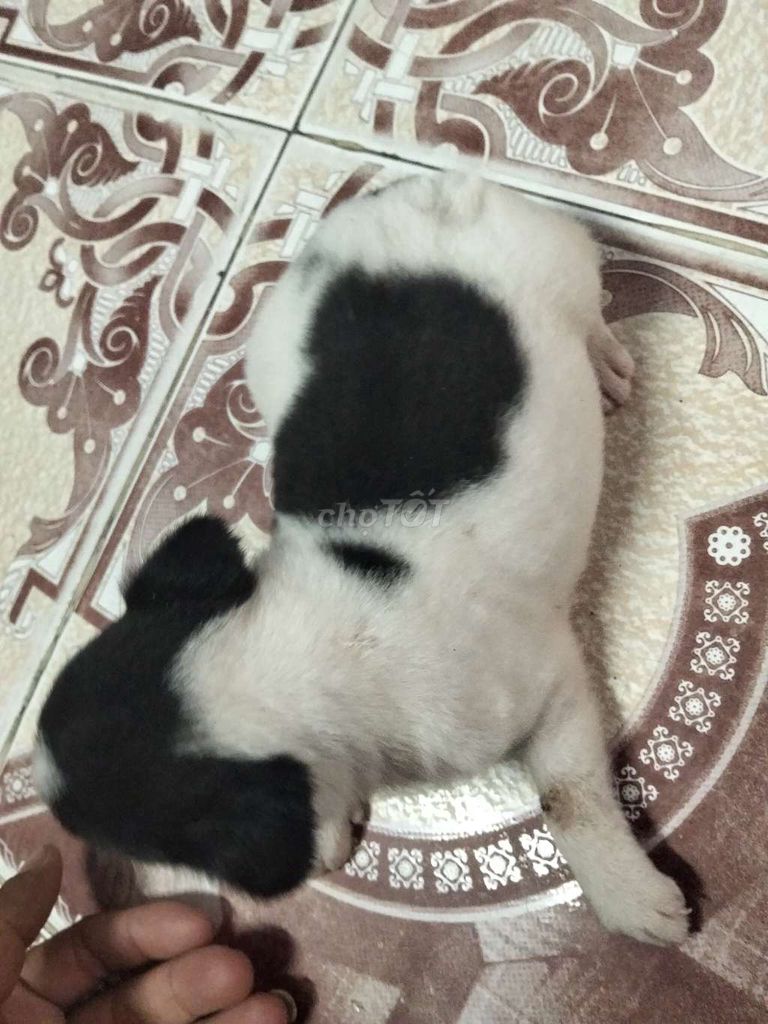 Chó Poodle đen trắng. Mua bán Chó tại Huyện Củ Chi Tp Hồ Chí Minh được đăng bởi Hải Dương hình 1