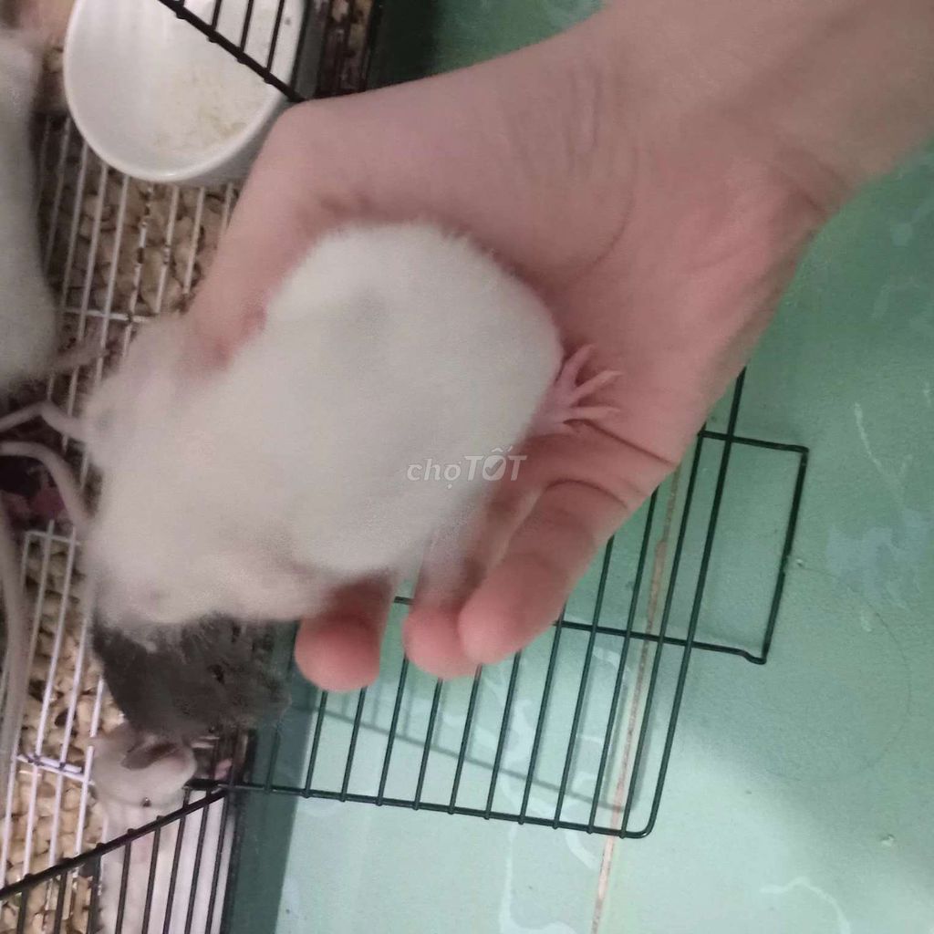 Chuột Dumbo Rat Trắng Đen. Mua bán Thú cưng khác tại Huyện Long Hồ Vĩnh Long được đăng bởi Dtrnn hình 1