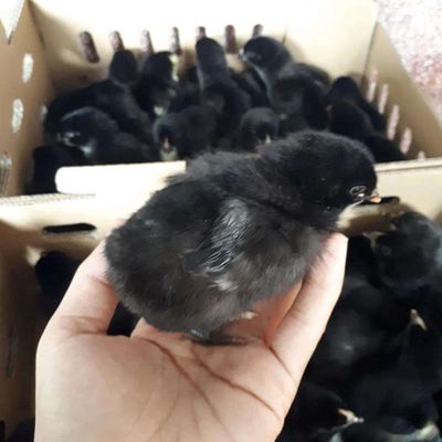 Gà lai chọi đen, vịt bầu nở. Mua bán Gà tại Huyện Hàm Thuận Bắc Bình Thuận được đăng bởi Con Giống Gà Vịt Xiêm