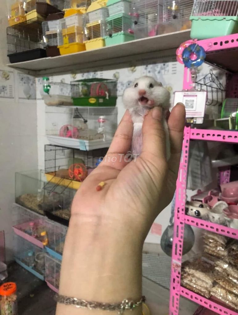 Chuột cảnh hamster dễ thương