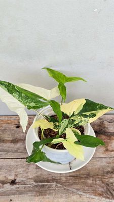Cây Tróc Bạc Var - Mộc Uyển Thanh. Mua bán Nội thất, đồ gia dụng khác tại Huyện Lấp Vò Đồng Tháp được đăng bởi Cây Cảnh Mộc Uyển Thanh 