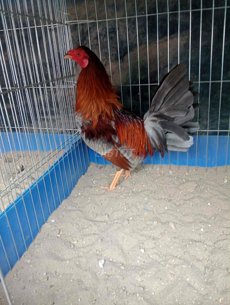 Gà tre 4 bé. Mua bán Gà tại Huyện Lai Vung Đồng Tháp được đăng bởi Phạm Văn Thơm hình 1