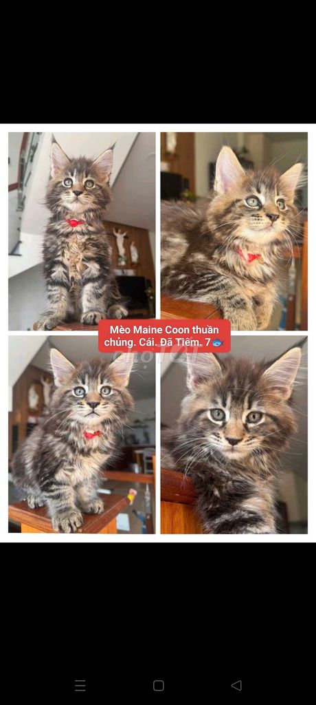 Maine Coon Thuần chủng ú nu dễ thương 7triệu