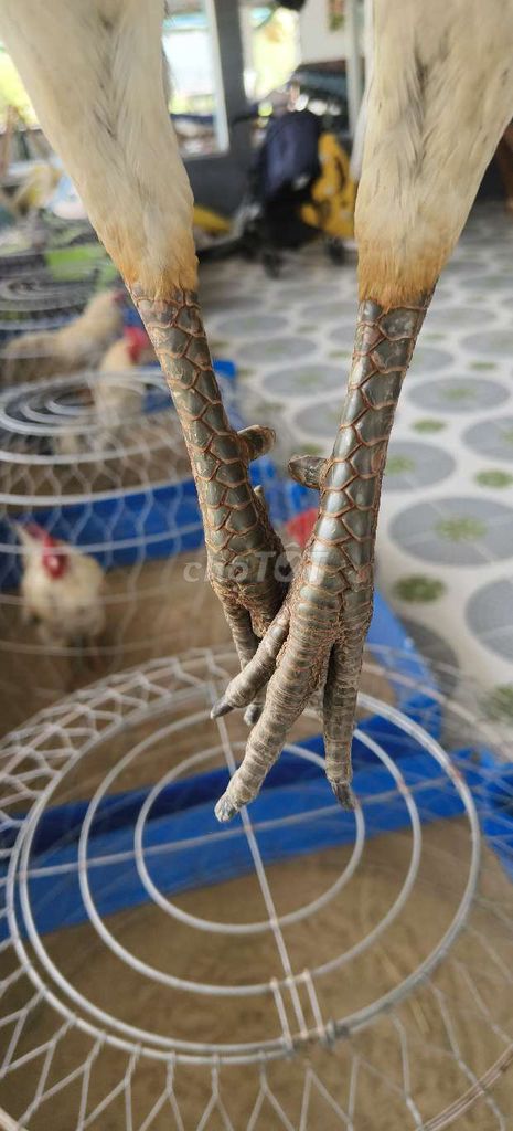 Gà chọi Bổn Việt lai 2.9-3 kg. Mua bán Gà tại Huyện Cờ Đỏ Cần Thơ được đăng bởi Định Peru 65 hình 1