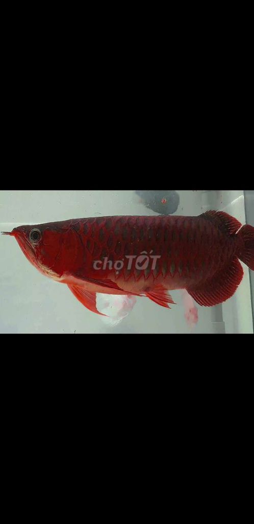 Cá Rồng Huyết Long Đỏ bệt đậm màu 55cm. Mua bán Thú cưng khác tại Quận 12 Tp Hồ Chí Minh được đăng bởi Thi Thi hình 1