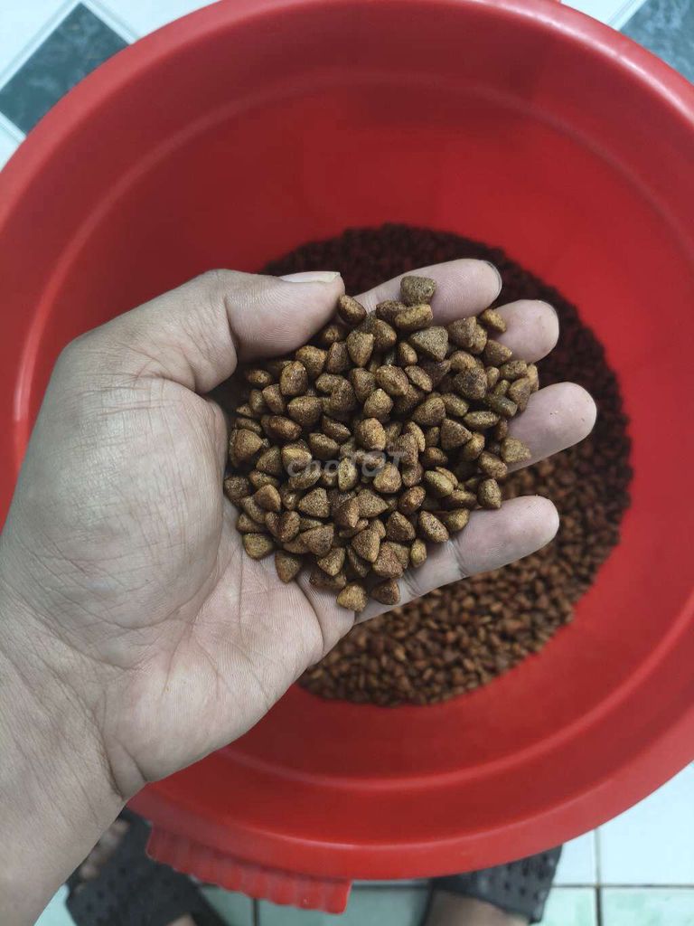 Thức ăn cho chó royal adult 5kg. Mua bán Phụ kiện, Thức ăn, Dịch vụ tại Quận Gò Vấp Tp Hồ Chí Minh được đăng bởi Hai Cường hình 1