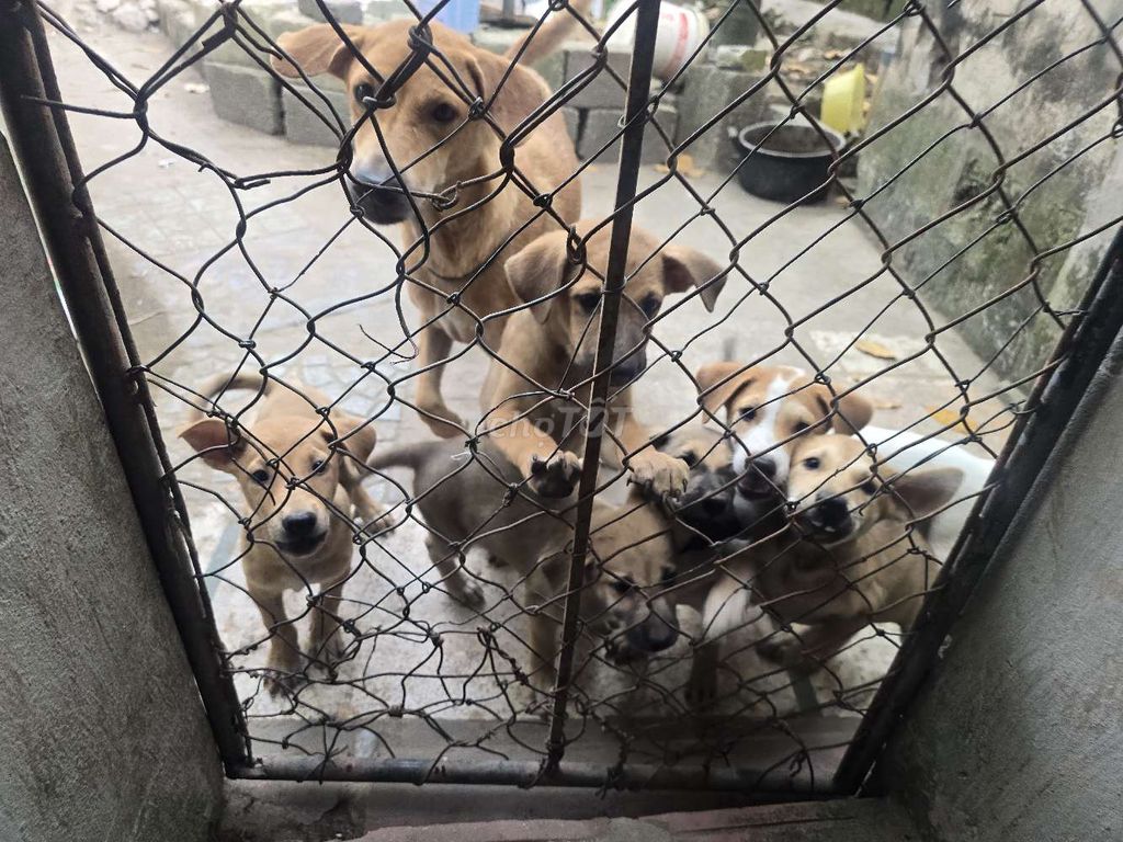 Chó cỏ nhiều màu 2 tháng . Mua bán Chó tại Thành phố Phủ Lý Hà Nam được đăng bởi MinhKhánh Nguyễn hình 1