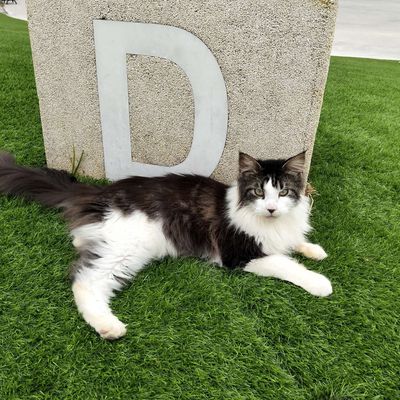 Siêu phẩm Maine coon đực có phả