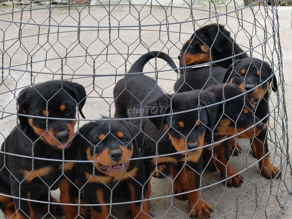 Rottweiler 2 Mũi Vaccin Pháp. Mua bán Chó tại Quận Bình Tân Tp Hồ Chí Minh được đăng bởi Nhân Rottweiler  hình 1