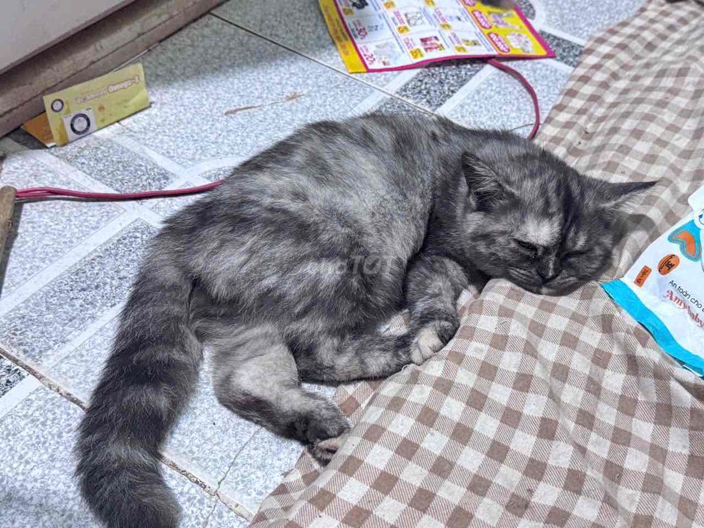 Aln lai Ald cái. Mua bán Mèo tại Quận 12 Tp Hồ Chí Minh được đăng bởi Ngọc Ánh hình 1