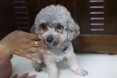 Bé poodle cái size 2kg. Mua bán Chó tại Quận 6 Tp Hồ Chí Minh được đăng bởi Hương