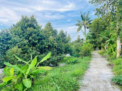 nền sầu riêng thu hoạch sẵn có sẵn nhà vườn định cư phong điền ctho. Mua bán đất tại Huyện Phong Điền Cần Thơ được đăng bởi Lê Út