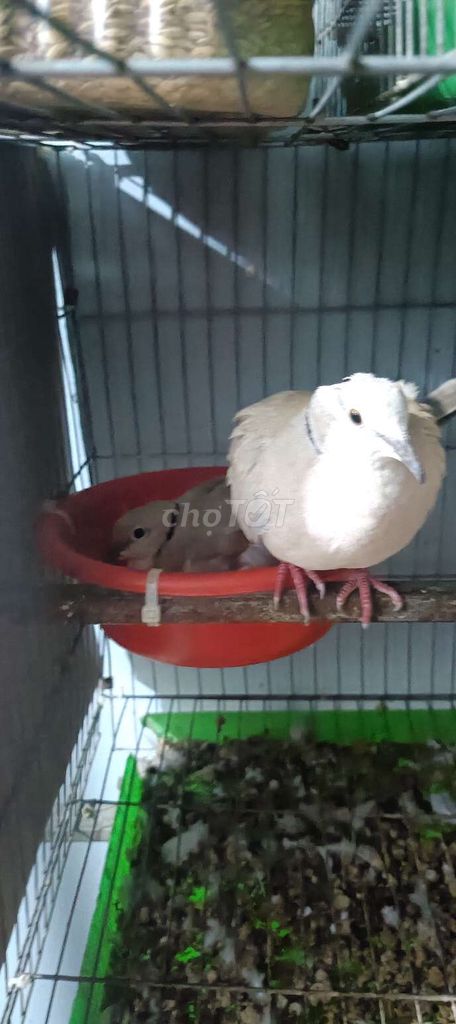 cu pháp. Mua bán Chim tại Huyện Châu Thành Bến Tre được đăng bởi Thế Hiển  hình 1