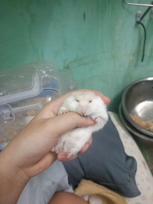 Chuột Hamster Bear Trắng Nâu