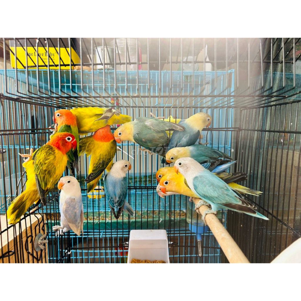 Chim Vẹt Lovebird Baby/ Sinh sản dễ nuôi, quấn chủ