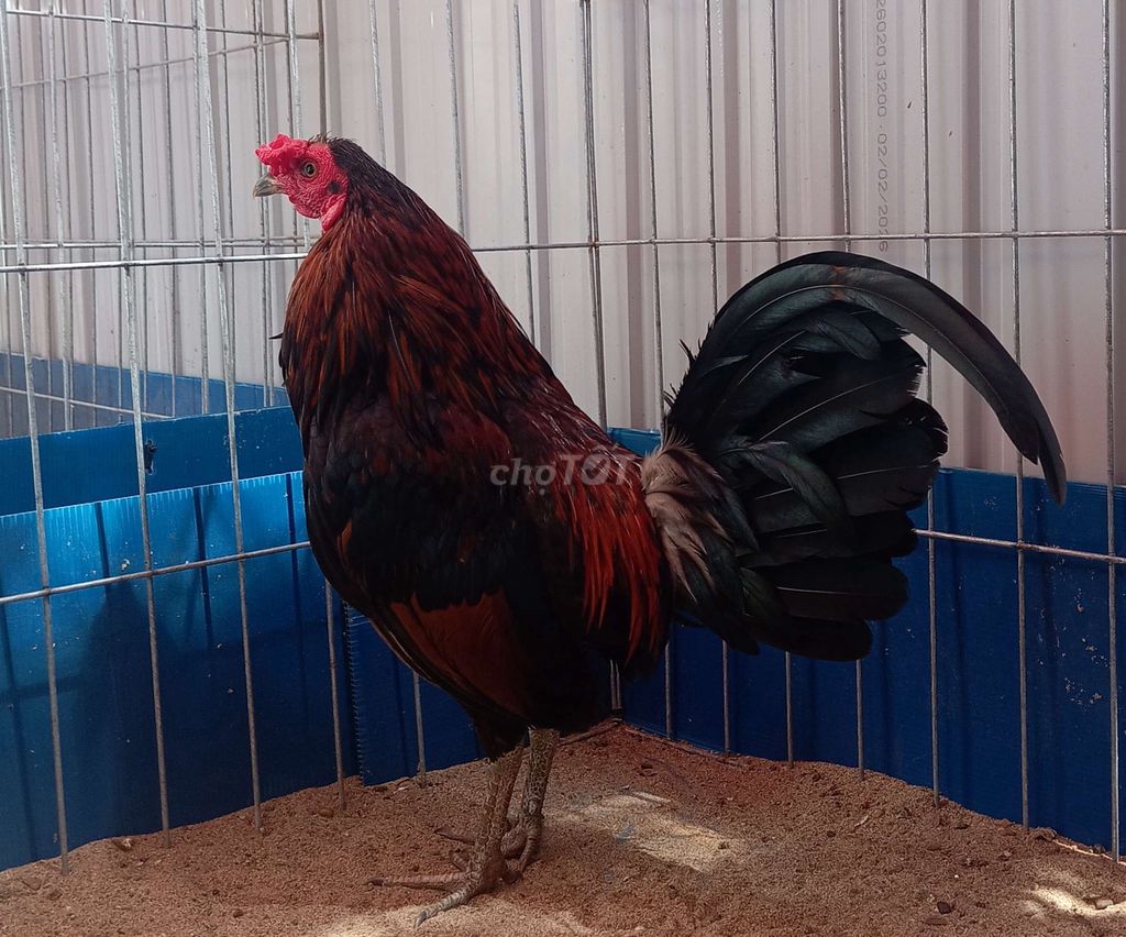 • Gà điều chân xanh.. Mua bán Gà tại Quận 7 Tp Hồ Chí Minh được đăng bởi Chú Kay hình 1