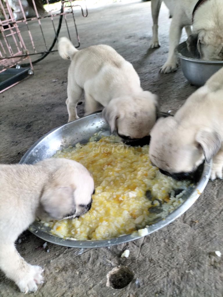 PUG CÁI - ĐỰC NHÀ NUÔI. Mua bán Chó tại Quận 8 Tp Hồ Chí Minh được đăng bởi Cao Trường Thịnh  hình 2