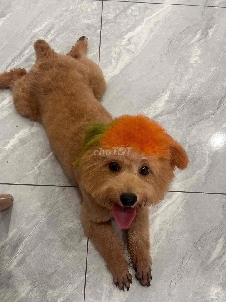 Chó Poodle đực 1 tuổi. Mua bán Chó tại Thành phố Biên Hòa Đồng Nai được đăng bởi Trần Tuấn hình 1