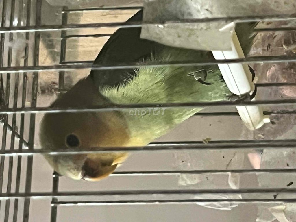 vet lovebird de thuong nha nuoi len