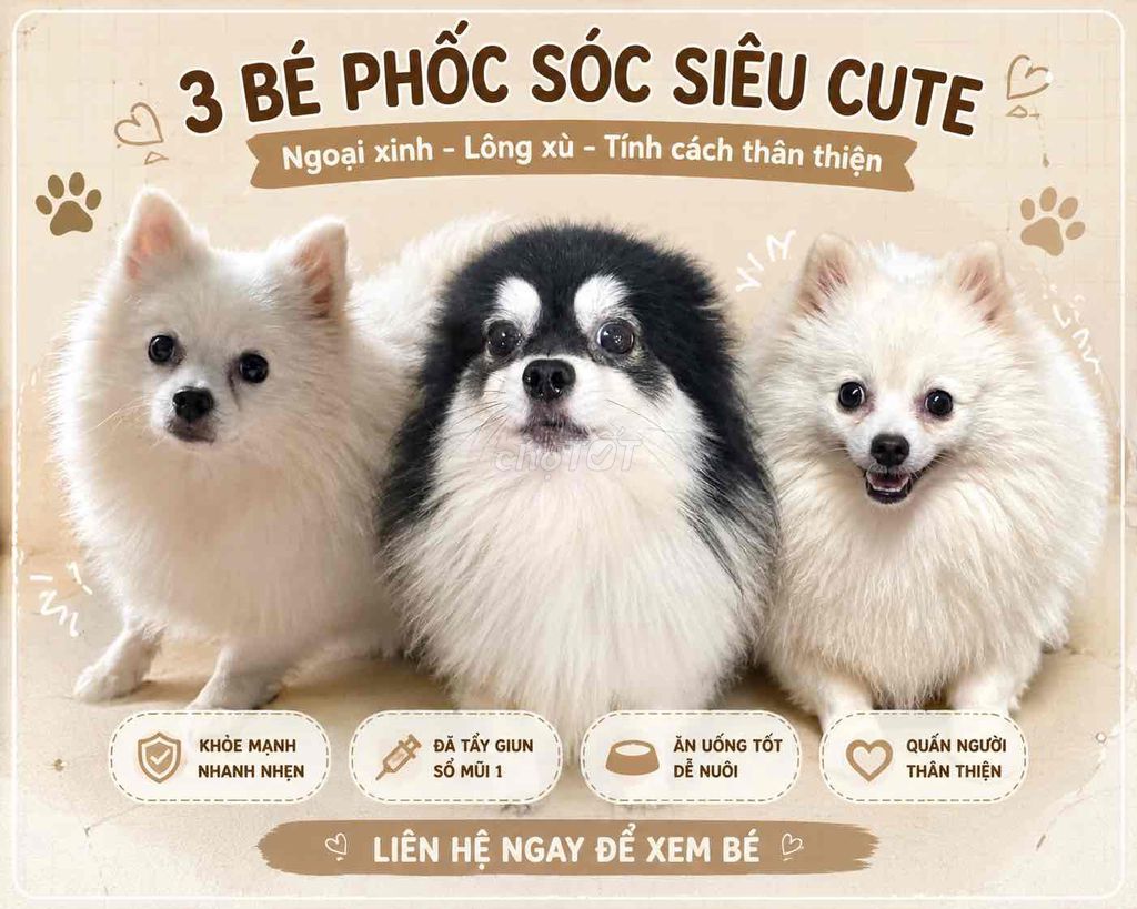 3 Embe Chó Phốc Sóc cái trưởng thành. Mua bán Chó tại Quận 12 Tp Hồ Chí Minh được đăng bởi Nguyễn Evelynie hình 1