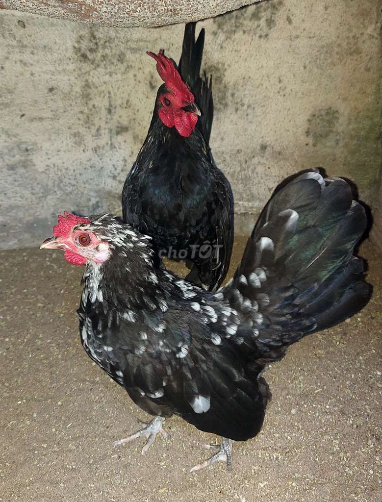 Gà Sirâm cặp 1 năm tuổi. Mua bán Gà tại Thành phố Thủ Đức Tp Hồ Chí Minh được đăng bởi MY MẬP Q9 hình 1