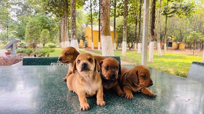 Chó lạp xưởng 1 tháng tuổi