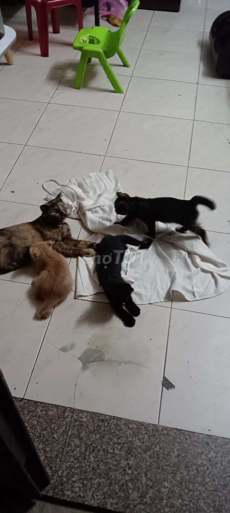 Mèo Anh lai Đen, vàng, tam thể Gần 3 tháng. Mua bán Mèo tại Quận Gò Vấp Tp Hồ Chí Minh được đăng bởi Vu Nguyên hình 1
