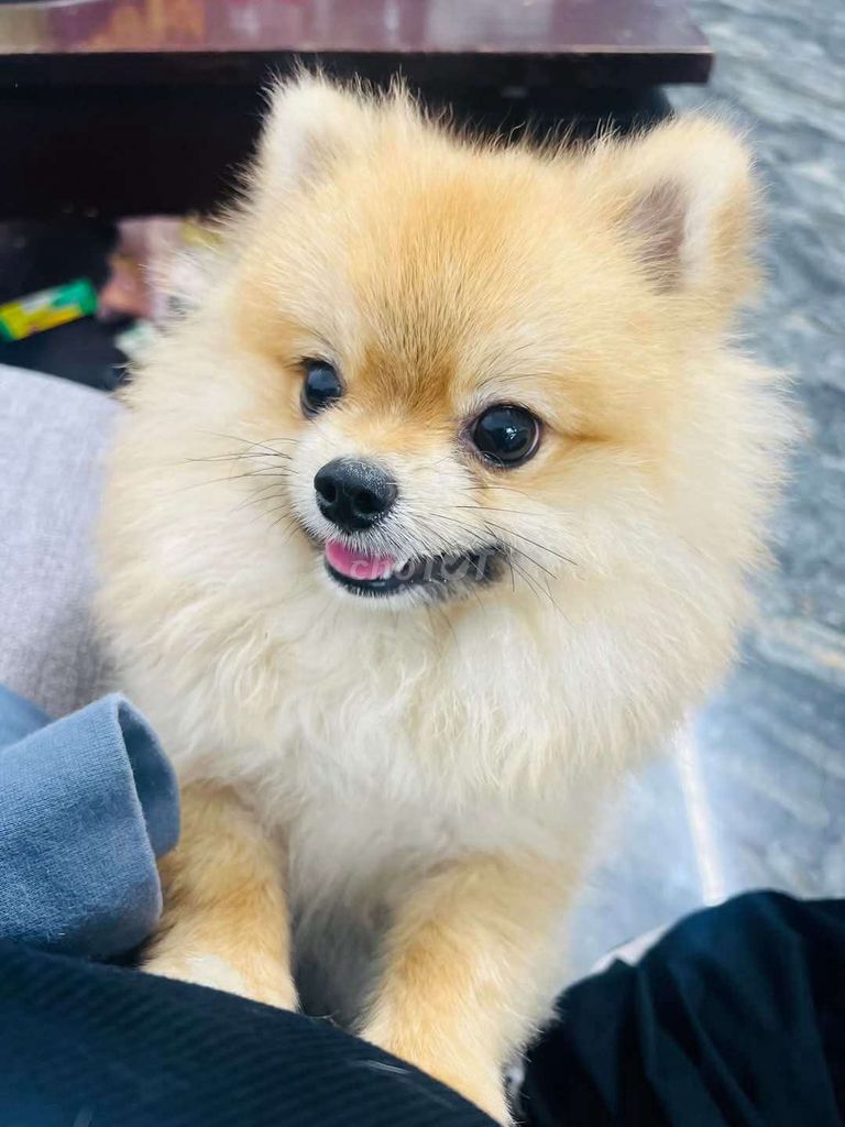 Chó Phốc sóc vàng kem 1 năm. Mua bán Chó tại Thành phố Nam Định Nam Định được đăng bởi trần anh tuấn hình 1